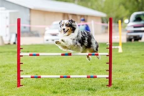 V Liberci se u podruhé uskutení mistrovství svta v agility