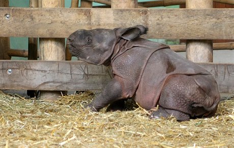 Malé mlád nosoroce v plzeské zoo. Ilustraní foto.