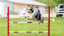 V Liberci se už podruhé uskuteční mistrovství světa v agility | na serveru Lidovky.cz | aktuální zprávy