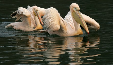 Pelikán z liberecké ZOO.