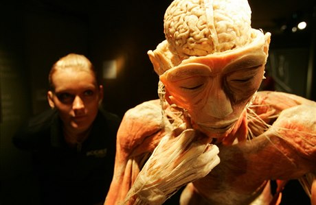Návtvník si me prohlédnout lidský mozek i nervovou soustavu.