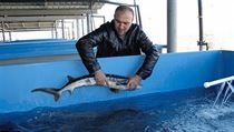 Střely z Ázerbájdžánu se nevyhýbají ani jeseteří farmě, která leží hned v první... | na serveru Lidovky.cz | aktuální zprávy