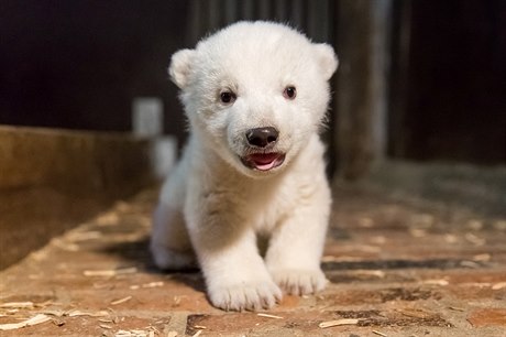 Lední medvd Fritz se narodil v listopadu.
