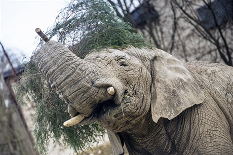 trnáctiletý sloní samec Kito.
