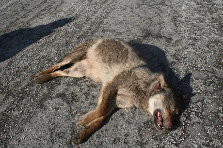 Na dálnici D1 na Havlíkobrodsku srazilo auto minulý týden vlka