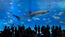 Okinawa Churaumi Aquarium | na serveru Lidovky.cz | aktuální zprávy