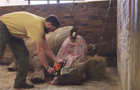 Pracovník zoologické zahrady odezává nosoroci rohovinu.