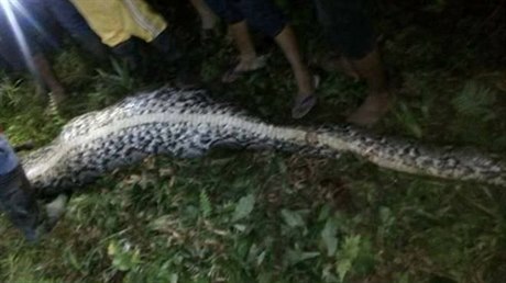 Tlo poheovaného ptadvacetiletého Indonésana bylo objeveno v útrobách krajty...