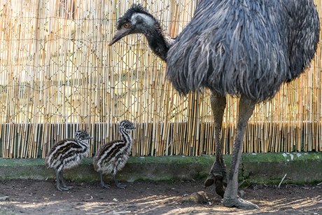 O mláata emu se v praské zoo stará jejich otec Emil