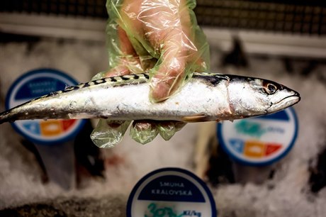 Rodinná firma Ocean48 v Brn prodává erstvé ryby. Provozuje sí obchod i...
