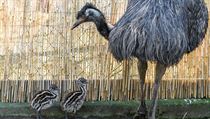 O mláďata emu se v pražské zoo stará jejich otec Emil | na serveru Lidovky.cz | aktuální zprávy
