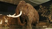 Mamut v Národním muzeu v Praze. Mamut v Národním muzeu v Praze.
