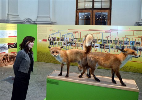 Vlastivdné muzeum v Olomouci zahájilo výstavu mapující intimní ivot zvíat....