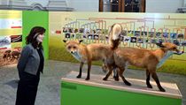 Vlastivědné muzeum v Olomouci zahájilo výstavu mapující intimní život zvířat.... | na serveru Lidovky.cz | aktuální zprávy