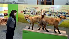 Vlastivědné muzeum v Olomouci zahájilo výstavu mapující intimní život zvířat.... | na serveru Lidovky.cz | aktuální zprávy
