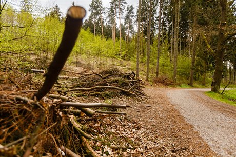Lesy hl.m. Prahy odstraují v Kunratickém lese zdravotn nevhodné stromy...