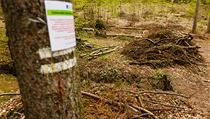 Poražené napadené stromy svozí na hromadu a odvezou je před vyrojením dospělých... Poražené napadené stromy svozí na hromadu a odvezou je před vyrojením dospělých...