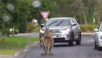 Pářící se klokani na předměstí Melbourne. | na serveru Lidovky.cz | aktuální zprávy