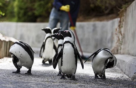 Tuáci z praské zoo se objeví v 3D televizi, ilustraní foto