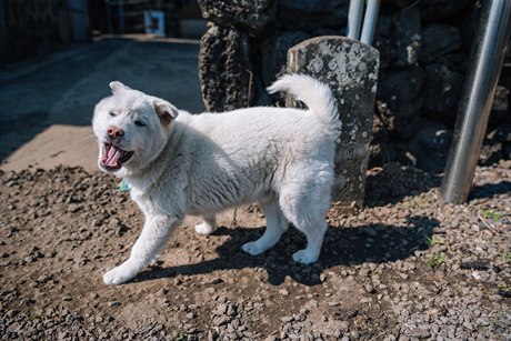 Lovecký pes indo se piatýma uima a krátkou srstí je symbolem Jiní Koreje
