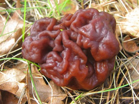 erstvá houba gyromitra esculenta (latinsky) neboli uchá obecný. Finski...
