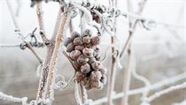 Zmrzlý hrozen na moravském vinohardu. | na serveru Lidovky.cz | aktuální zprávy
