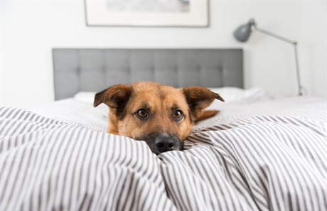 Spí s vámi pes v posteli? Klít taky