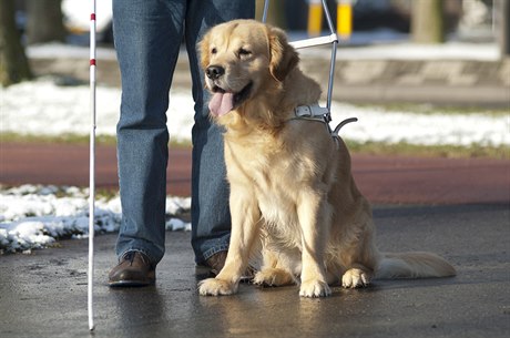 Kampa chce státní píspvky i na asistenní psy pro postiené