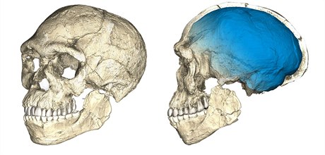 Rekonstrukce fosilií Homo sapiens.