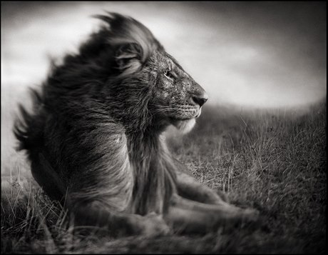 Sebasti&#227;o Salgado - Genesis.