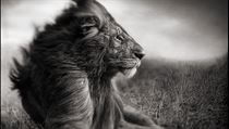 Sebastião Salgado - Genesis. | na serveru Lidovky.cz | aktuální zprávy