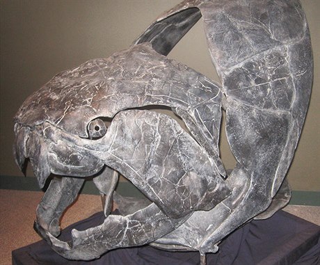 Lebka vymelého pancínatého obratlovce z roku Dunkleosteus (svrchní devon,...