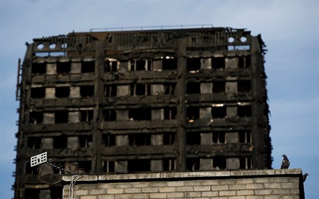 Zkáza Grenfell Tower a holubi.