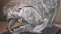 Lebka vymřelého pancířnatého obratlovce z roku Dunkleosteus (svrchní devon,... | na serveru Lidovky.cz | aktuální zprávy