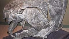Lebka vymelého pancínatého obratlovce z roku Dunkleosteus (svrchní devon,...