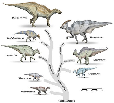 Dinosaui z nadeledi Hadrosauroidea.