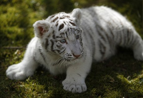 Mlád tygra bílého (ilustraní foto).