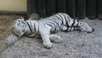 Bílý tygr indický v ZOO Liberec. | na serveru Lidovky.cz | aktuální zprávy