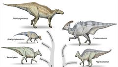 Dinosaui z nadeledi Hadrosauroidea.