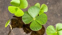 Vodní kapradina marsilka čtyřlistá (*Marsilea quadrifolia*) má listy, které... | na serveru Lidovky.cz | aktuální zprávy