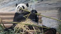 Ve voln prod v souasnosti ije zhruba 1800 jedinc pandy velk....