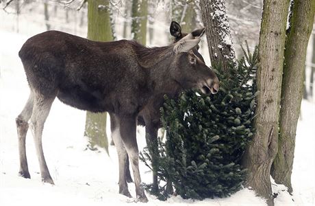 Los evropský (Alces alces). | na serveru Lidovky.cz | aktuální zprávy