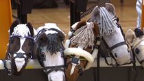 Hobby horsing - umělí koně. | na serveru Lidovky.cz | aktuální zprávy