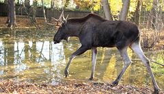 Los evropský (Alces alces).