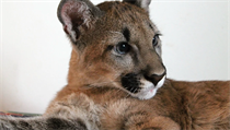 Puma americká. Izzy ze zooparku ve Zvoli. | na serveru Lidovky.cz | aktuální zprávy
