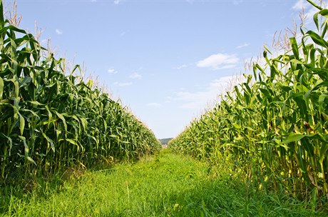Kukuiné pole (ilustraní foto)