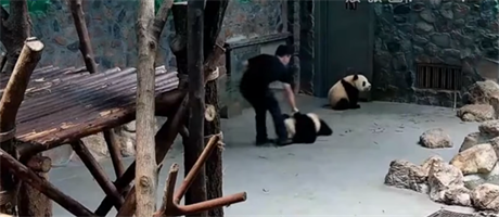 ínský chovatel vláí pandím mláatem v cheng-tu.