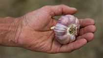 Tuzemské pěstitele v letošním roce trápí nedostatek českého česneku. | na serveru Lidovky.cz | aktuální zprávy