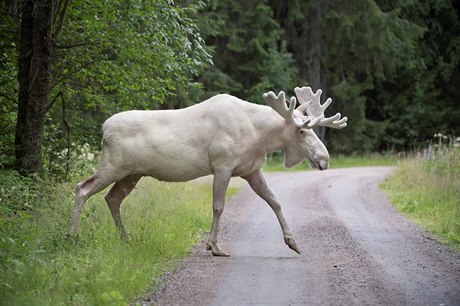 Vzácný bílý los by vidn v oblasti Gunnarskog.
