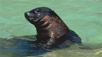 Lachtan Gaston v pražské zoologické zahradě. | na serveru Lidovky.cz | aktuální zprávy